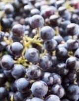 Вино из винограда Изабелла в домашних условиях - «Консервация своими руками»