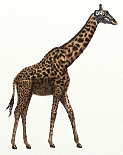 Учимся рисовать - Жирафа - «Рисование карандашом»