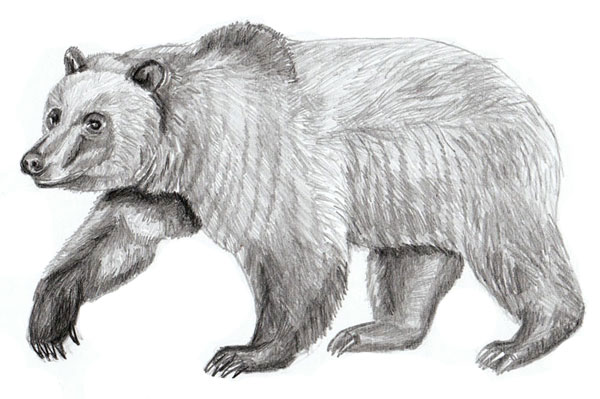 Учимся рисовать - Медведя поэтапно - «Рисование карандашом»