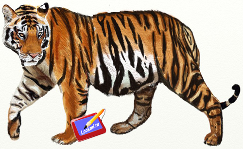 Учимся рисовать - Тигра поэтапно - «Рисование карандашом»