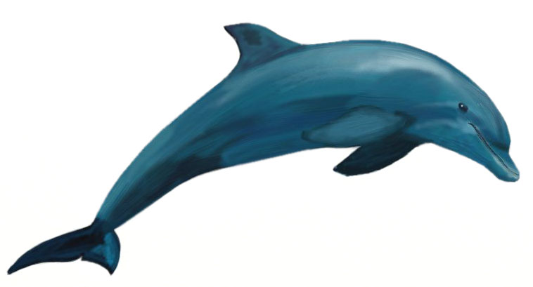Учимся рисовать - Дельфина - «Рисование карандашом»