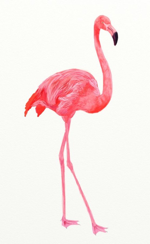 Учимся рисовать - Фламинго поэтапно - «Рисование карандашом»