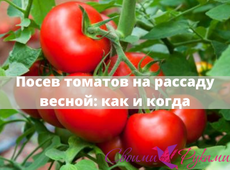 Посадка томатов на рассаду весной: как и когда сеять в 2021 - «Ремонт своими руками»