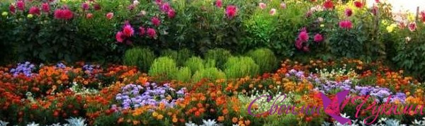 Многолетние дачные цветы для сада и огорода. Каталог с описанием - «Своими руками»