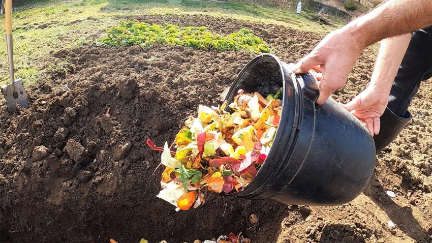 Зачем опытные огородники закапывают кухонные отходы? - «Своими Руками»