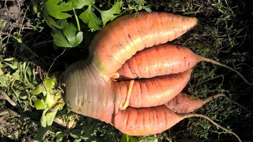 Почему морковь трескается или вырастает «рогатой», мелкой и несладкой? Как предупредить проблему - «Своими Руками»