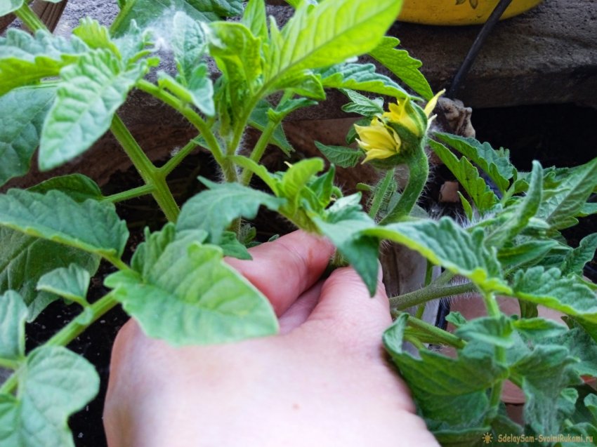 Эффективный стимулятор роста для рассады томатов в домашних условиях - «Своими Руками»