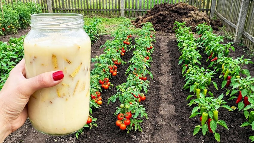 Натуральная, универсальная подкормка. Будет расти все: помидоры, перцы, огурцы и клубника - «Своими Руками»