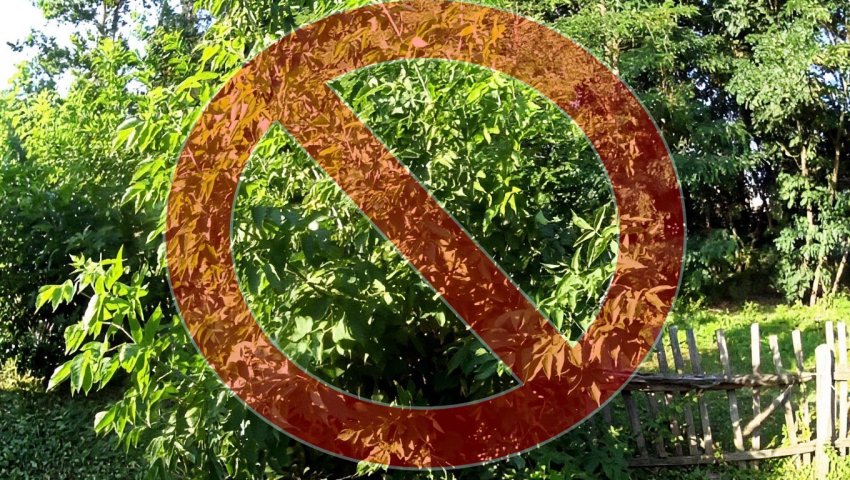 Как быстро и навсегда избавиться от любого дерева и поросли - «Своими Руками»