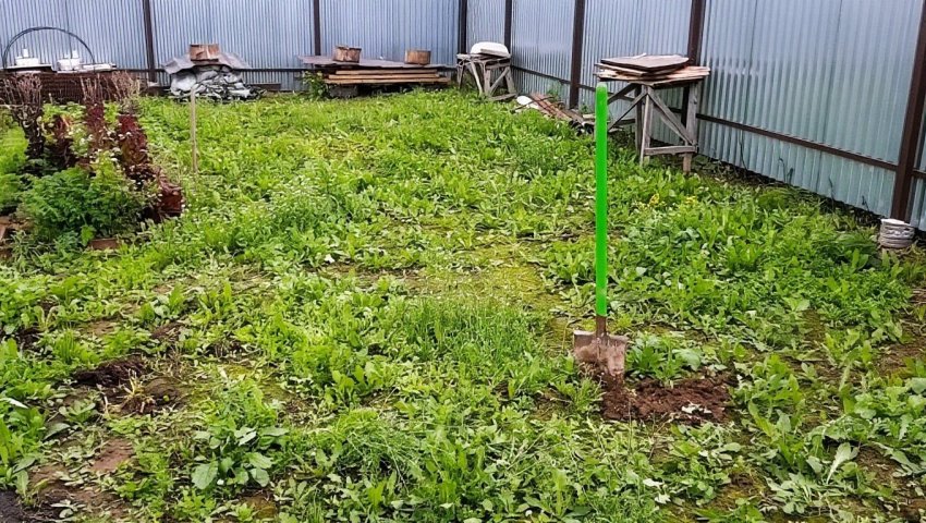 Посадка газона на участке с сорняками: опыт и результаты - «Своими Руками»